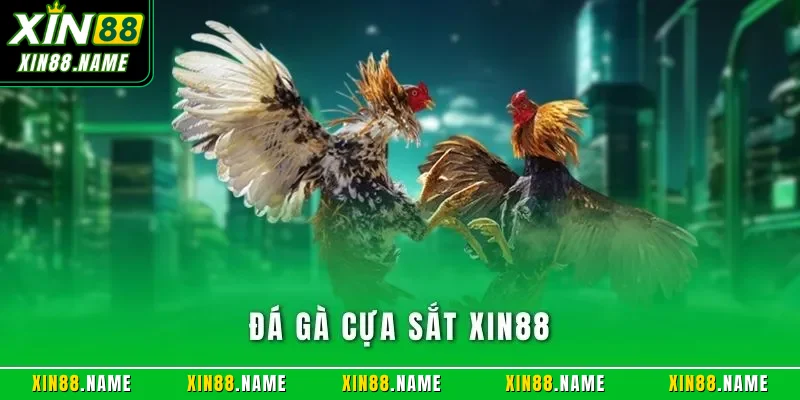 Đá Gà Cựa Sắt XIN88| Hình Thức Chọi Kê Online Đỉnh Cao 2026 1 Đá gà cựa sắt XIN88